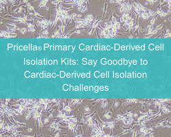 Pricella® Primary Cardiac-Derived Cell Isolation Kits: Say Goodbye to Cardiac-Derived Cell Isolation Challenges - cover